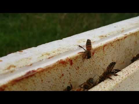 Vinterfodring av bisamhälle.