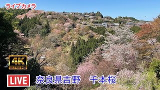 吉野山 ライブカメラ