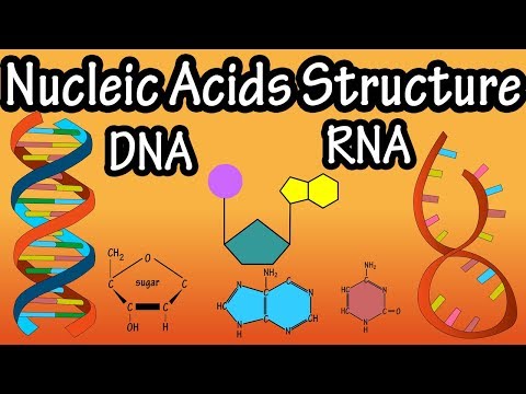 Structure Of Nucleic Acids - Structure Of DNA - Structure Of RNA - DNA Structure And RNA Structure