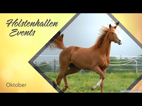 Holstenhallen Events im Oktober – Pferdefreunde aufgepasst
