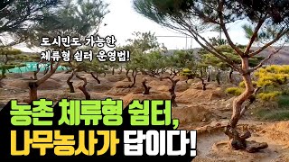 농촌 체류형 쉼터의 성공 비결: 나무농사와의 완벽한 조화 | 나무대장