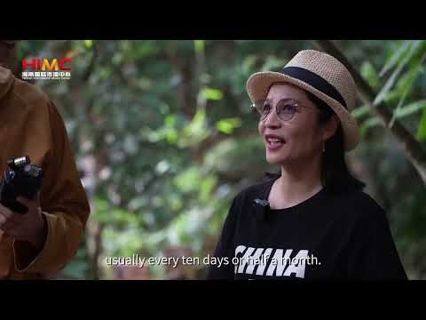 BFA 2022 | Discover the Mystic Realm of Hainan's Rainforests