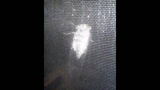 Is this a friend of yours? Giant alien bug! Must see