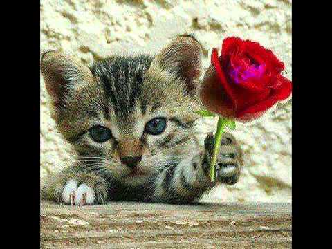 veridica mami mix llamame.quiereme