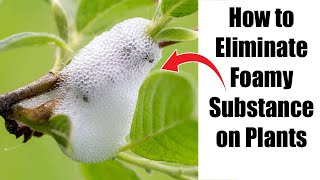 Battling Spittlebugs: How to Eliminate Foamy Substance on Plants