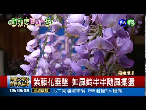 初春賞花趣!紫藤花.櫻花綻放