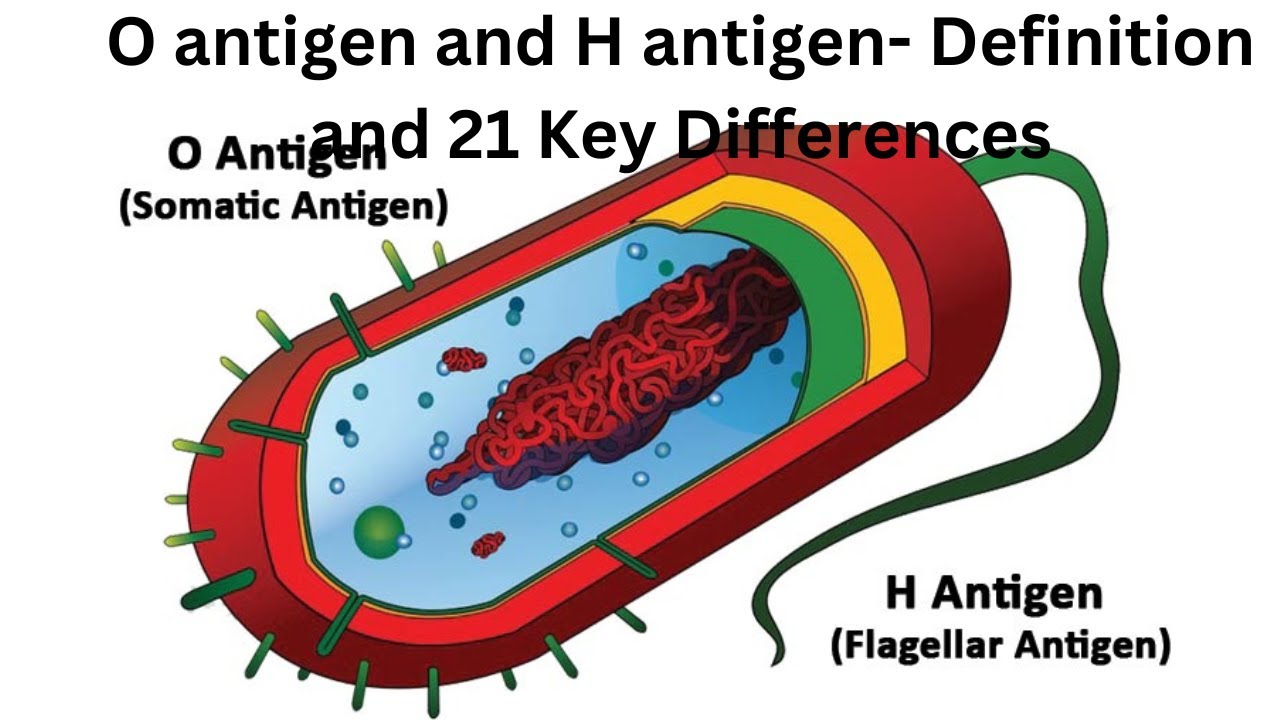 What does O and H antigen mean? Any Answer
