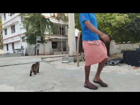 This is my kingdom : Cat walking on street
