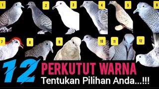 Download lagu Kumpulan Suara Perkutut Warna Paling KOMPLIT,Tentukan Pilihan Anda...!!! mp3 Download lagu Kumpulan Suara Perkutut Warna Paling KOMPLIT,Tentukan Pilihan Anda...!!! mp3