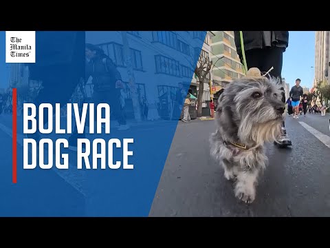 Race goes to the dogs in Bolivia