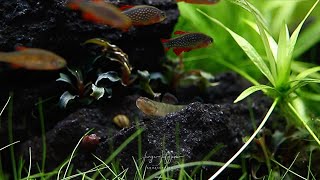 NEW FISH in my UNS 5N Desktop Nano Aquarium