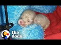 Tiny Newborn Puppy Becomes A Wild Man | The Dodo Little But Fierce