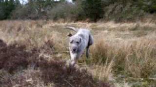 Mad dog loose in the hills!!!