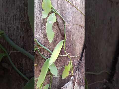 Baunilha das palmeiras - orquídeas selvagens - Campestre de Goiás