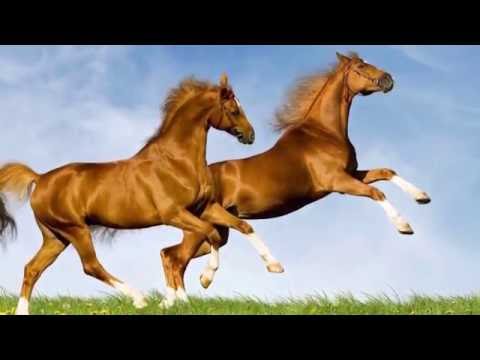 Alambrador  Grupo Candieiro