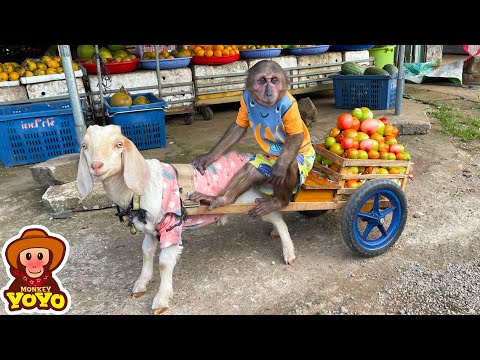 YoYo JR takes goats to harvest vegetables sell and help people around | Full version