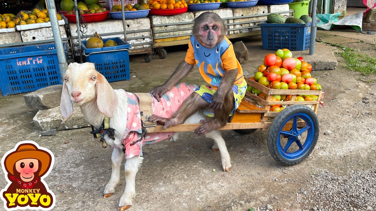 YoYo JR takes goats to harvest vegetables sell and help people around | Full version