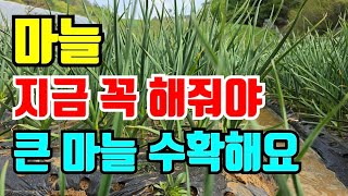 마늘 지금해야 크게 키울수 있어요. 놓치면 못커요