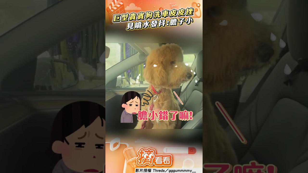 影音/巨型貴賓狗洗車初體驗「皮皮挫」! 嚇到發抖:膽子巨小