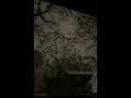 Bats in danger