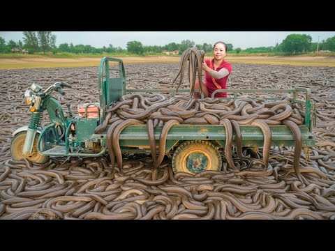 Harvest 1000+ Eels After 200 Days | Truck Transport to Market for Sale | Tieu Hue Daily