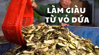 BIẾN RÁC THẢI DỨA THÀNH CHẤT TẨY RỬA THÂN THIỆN VỚI MÔI TRƯỜNG