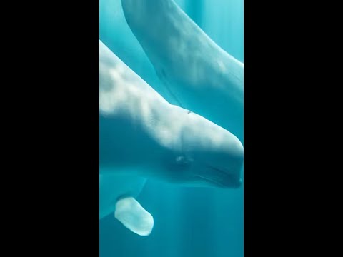 Third beluga rescued from Canada dies at Chicago aquarium