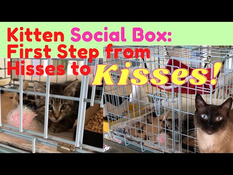 Hissy Cat Miracle BOX! 😼 Best Way to Socialize a SCARED KITTEN