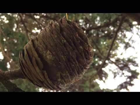 Cedar of Lebanon (Cedrus libani) - female cone  - September 2017