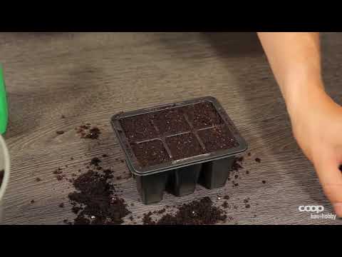 Basilikum   Aussäen von Samen DE Coop