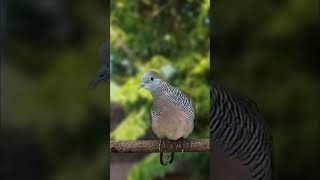 Download lagu ORIGINAL suara perkutut BETINA memanggil jantan #perkutut #perkututsuaraengkel #birds #burung mp3