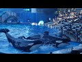 Makaio And Trua S Thrash Slideout Seen At Orca Encounter At SeaWorld Orlando November 7 2021