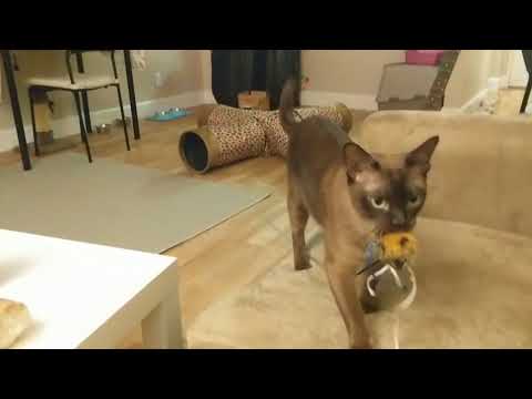 Burmese cat fetching
