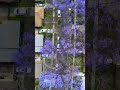 #Jacaranda #Trees in #LongBeach #California #drone