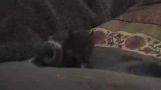 A Home For Buster by Drew Bowen(MacIntyre Range)