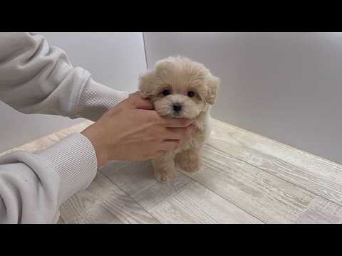 YouTube動画のサムネイル