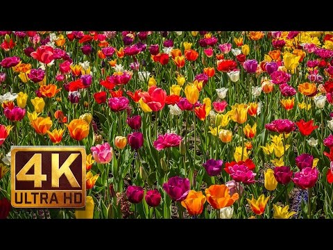 FLOWERS 4K (UHD) Relaxation Footage with Nature Scenery and Sounds #16