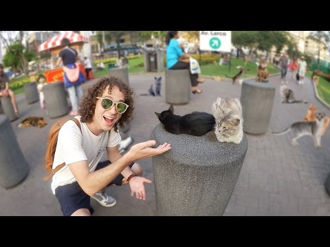 A PARK FULL OF CATS!