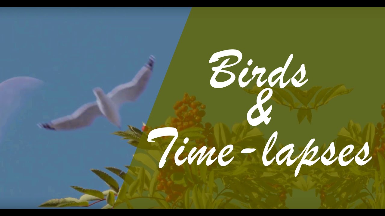 4k Birds Canadian Fall. B-Roll, BMPC 4K, Canon EF 28-300mm & Metabones EF Speed Booster Ultra 0.71x