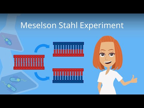 Meselson Stahl Experiment einfach erklärt!