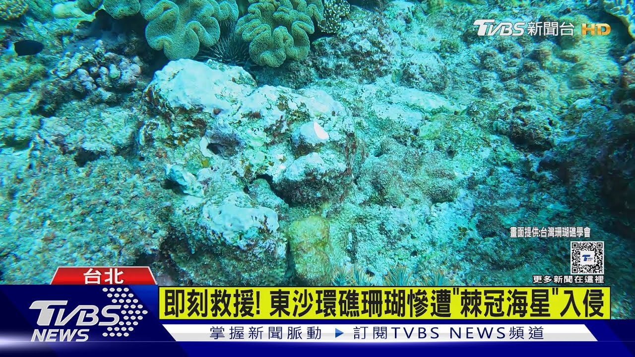 即刻救援!東沙環礁珊瑚慘遭「棘冠海星」入侵