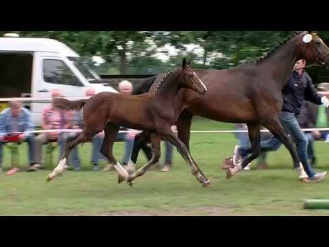 Stf v Balou du Rouet x Contendro I 2016