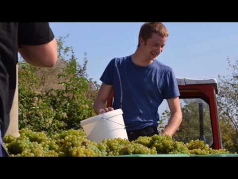 Weinlese 2016 02