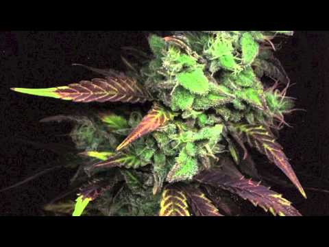 AR- Neutral (Prod. By No ID + Kanye West)