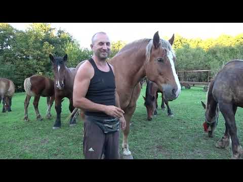 Caii lui Adi de la Tampa, Hunedoara - 2025 Nou!!!