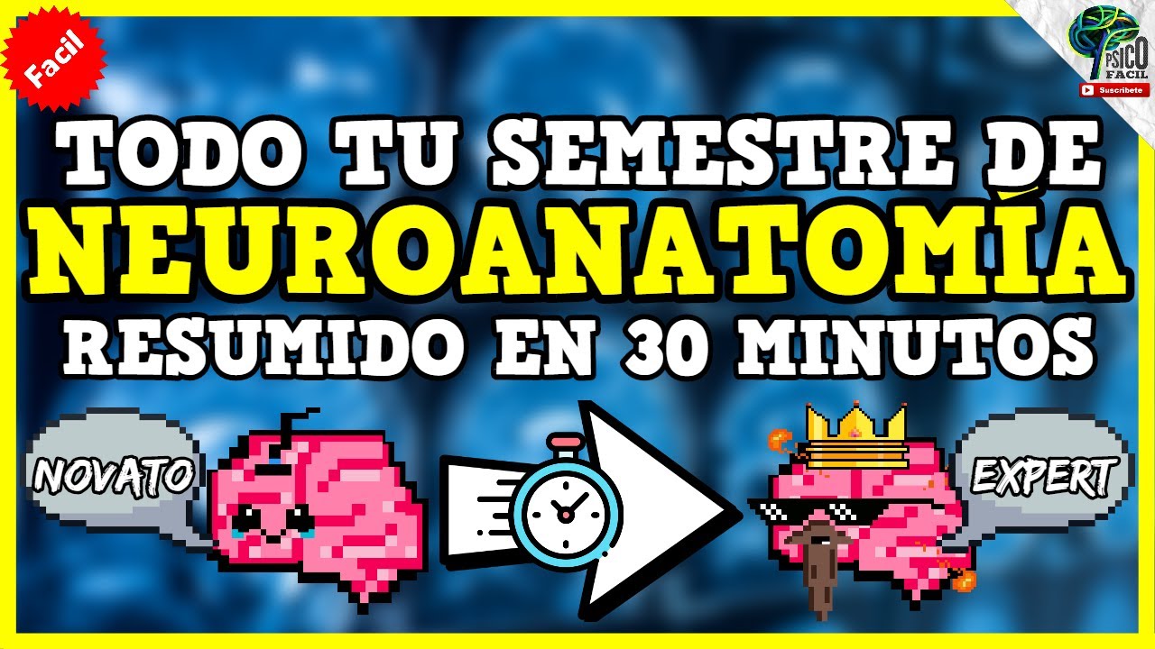 THE BEST SUMMARY OF NEUROANATOMY🧠 EASY | ALL THE STRUCTURES WELL EXPLAINED WITH MNEMOTECHNICS