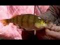 Ice Fishing Tip for Deep Perch (Rod and Line Setup)