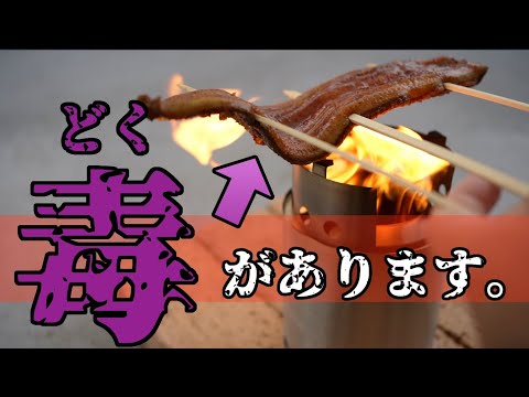 アメリカウナギについて詳しく解説