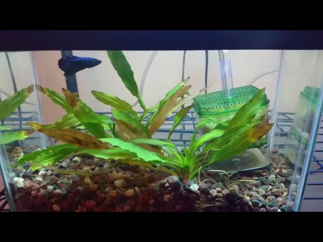 2.5 gallon betta fish tank with Halfmoon female betta