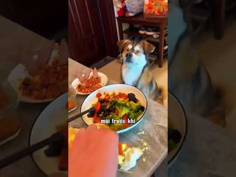 Chú chó mù nhưng thính giác cực sắc bén